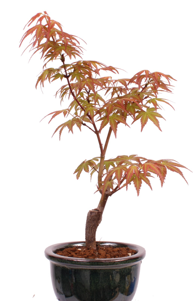 Preview: Bonsai - Acer palmatum 'Seigen' Japanischer Fächerahorn aus Japan 229/55