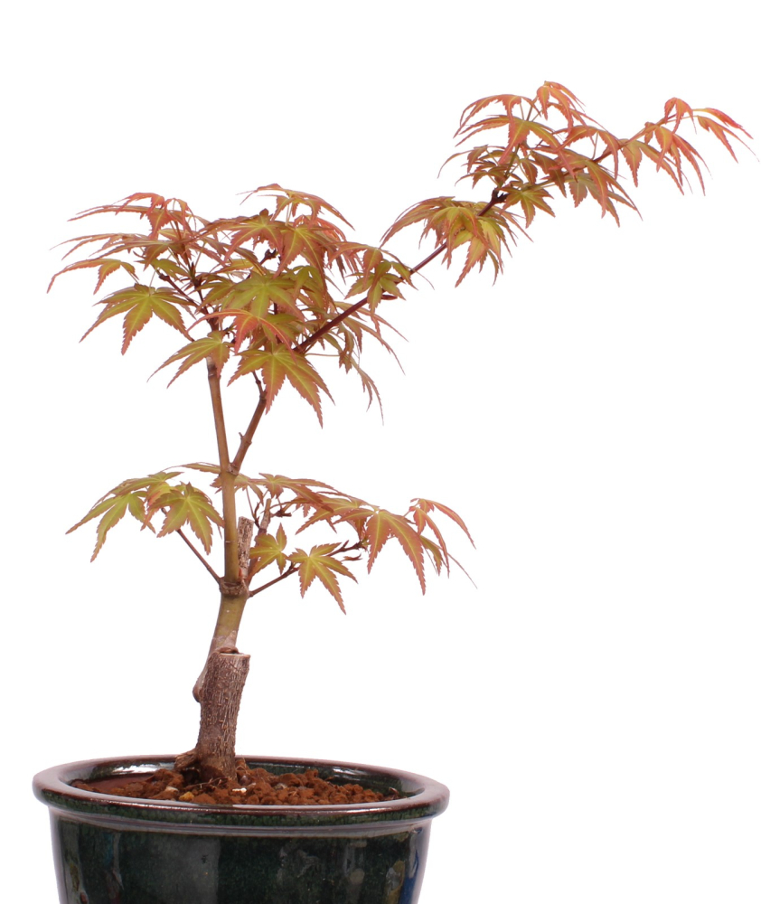 Preview: Bonsai - Acer palmatum 'Seigen' Japanischer Fächerahorn aus Japan 229/55