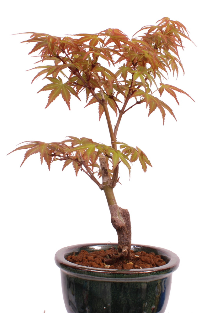 Preview: Bonsai - Acer palmatum 'Seigen' Japanischer Fächerahorn aus Japan 229/55