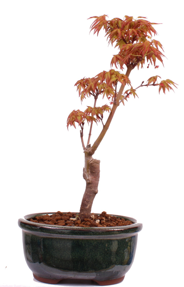 Bonsai - Acer palmatum 'Seigen' Japanischer Fächerahorn aus Japan 229/56