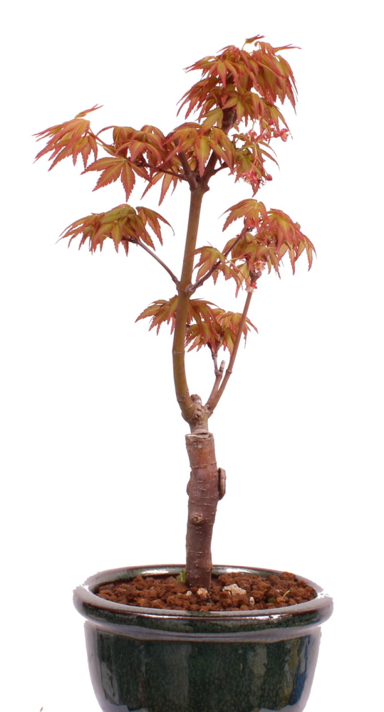 Preview: Bonsai - Acer palmatum 'Seigen' Japanischer Fächerahorn aus Japan 229/56