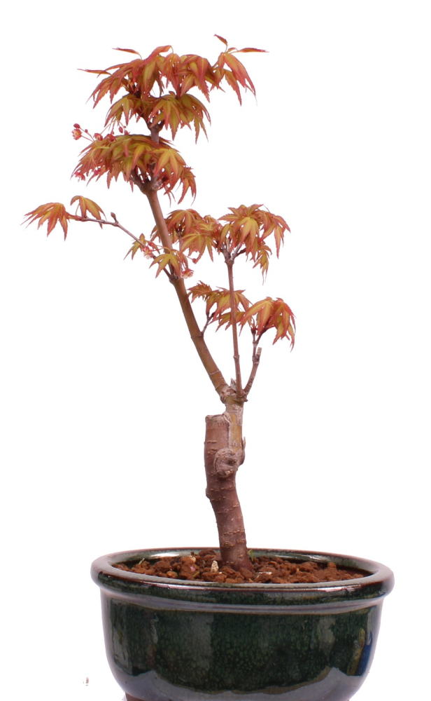 Preview: Bonsai - Acer palmatum 'Seigen' Japanischer Fächerahorn aus Japan 229/56