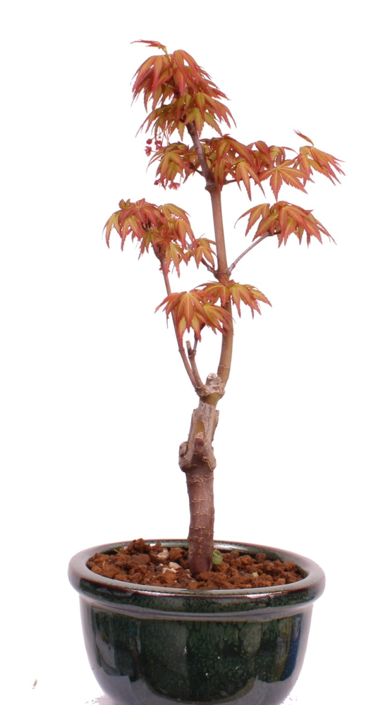 Preview: Bonsai - Acer palmatum 'Seigen' Japanischer Fächerahorn aus Japan 229/56
