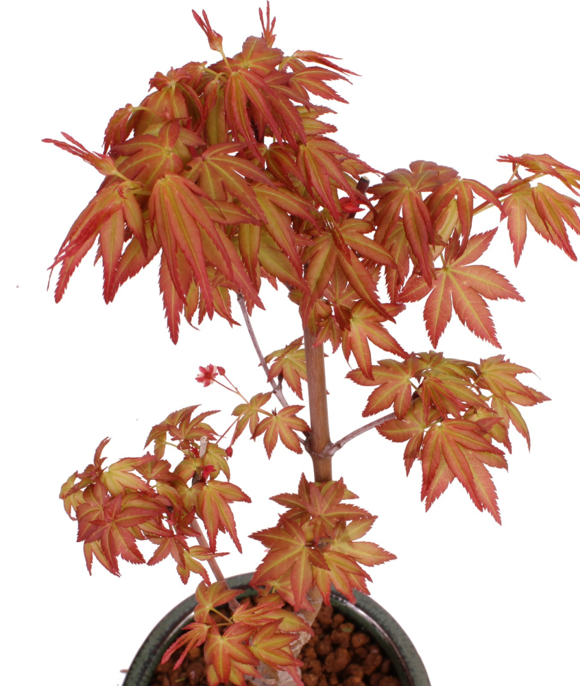 Bonsai - Acer palmatum 'Seigen' Japanischer Fächerahorn aus Japan 229/56