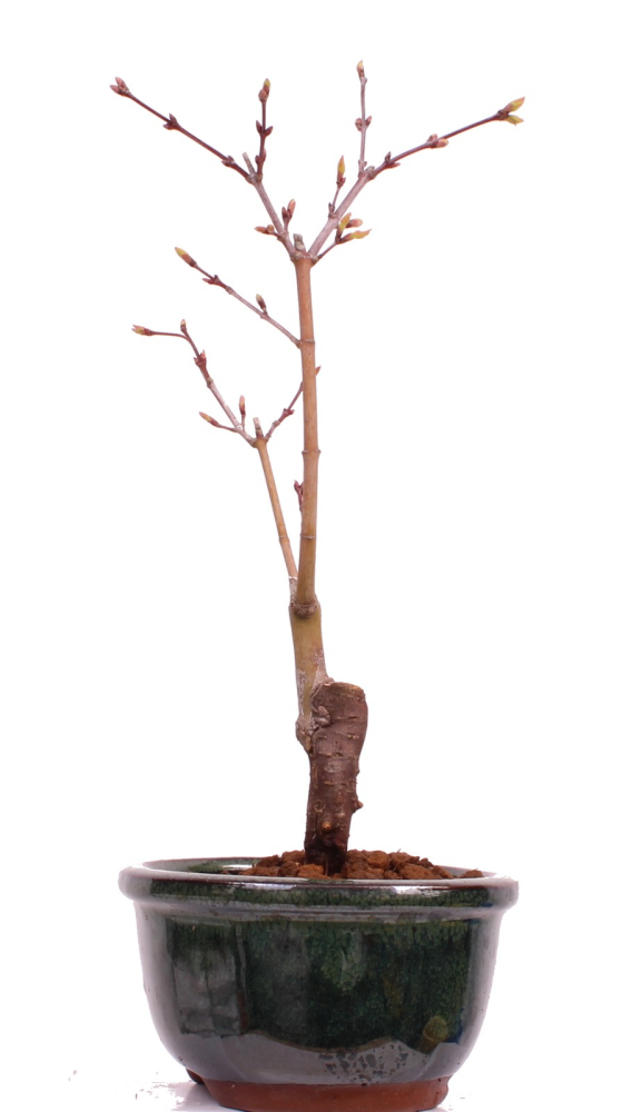 Bonsai - Acer palmatum 'Seigen' Japanischer Fächerahorn aus Japan 229/57