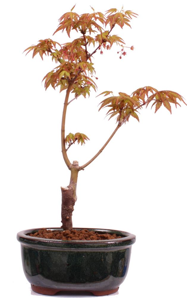 Bonsai - Acer palmatum 'Seigen' Japanischer Fächerahorn aus Japan 229/57