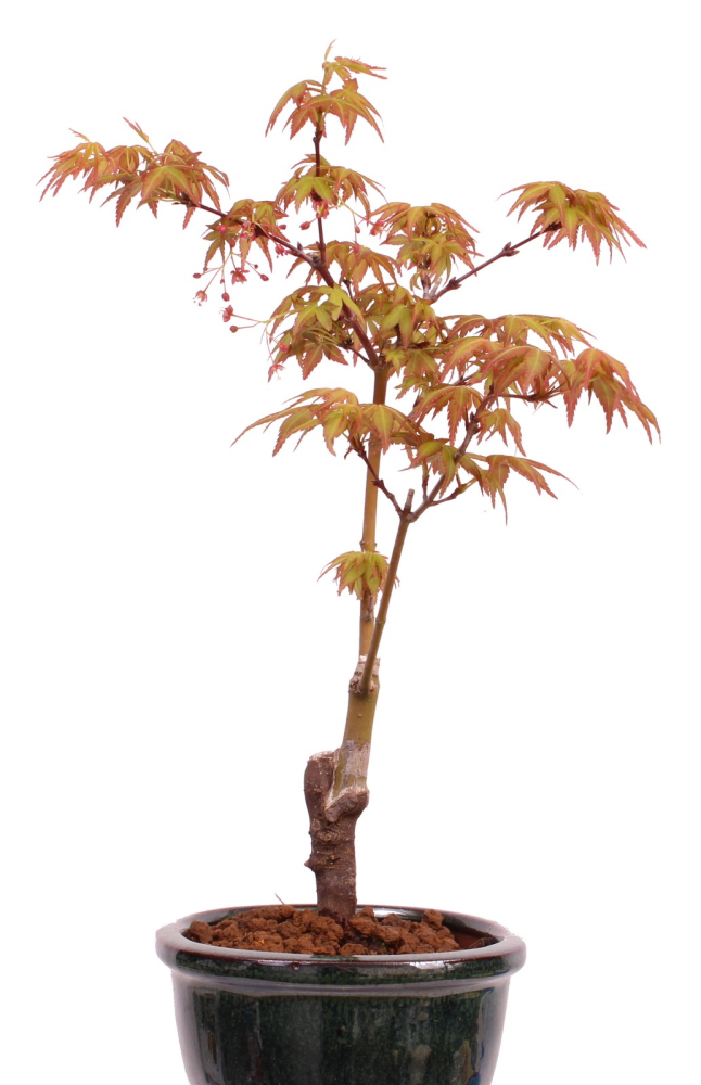 Preview: Bonsai - Acer palmatum 'Seigen' Japanischer Fächerahorn aus Japan 229/57