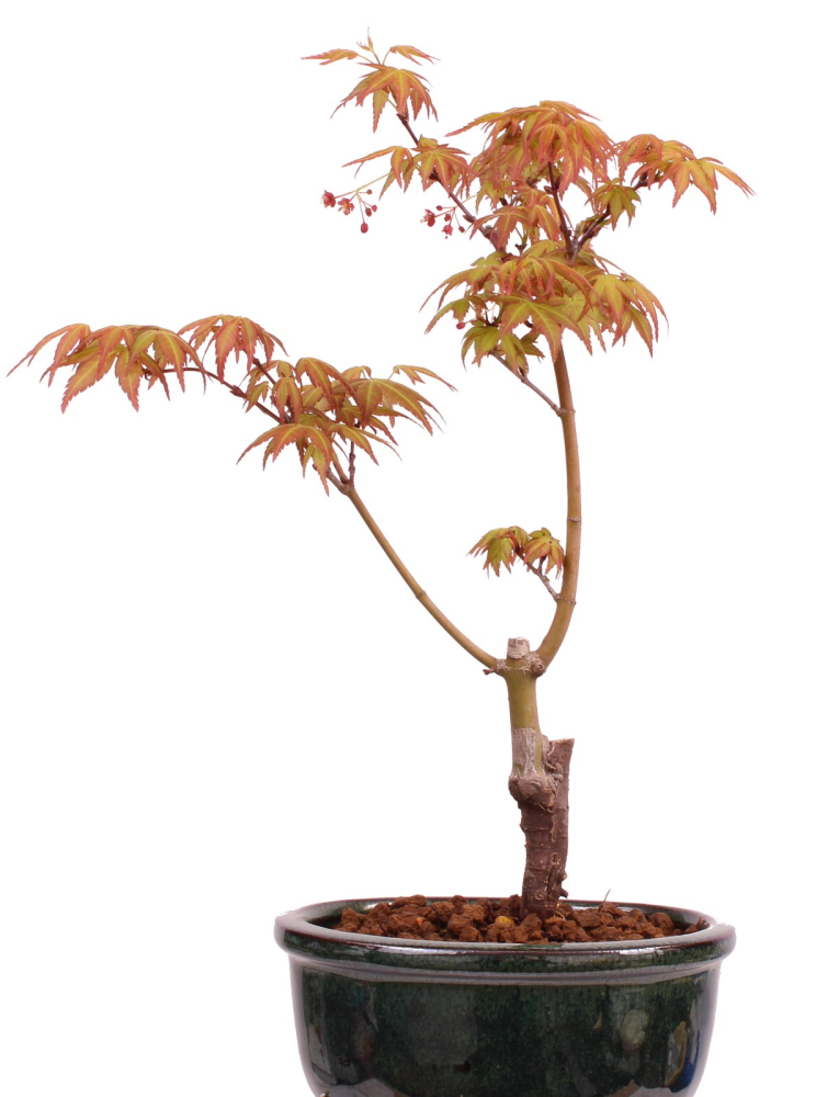 Preview: Bonsai - Acer palmatum 'Seigen' Japanischer Fächerahorn aus Japan 229/57