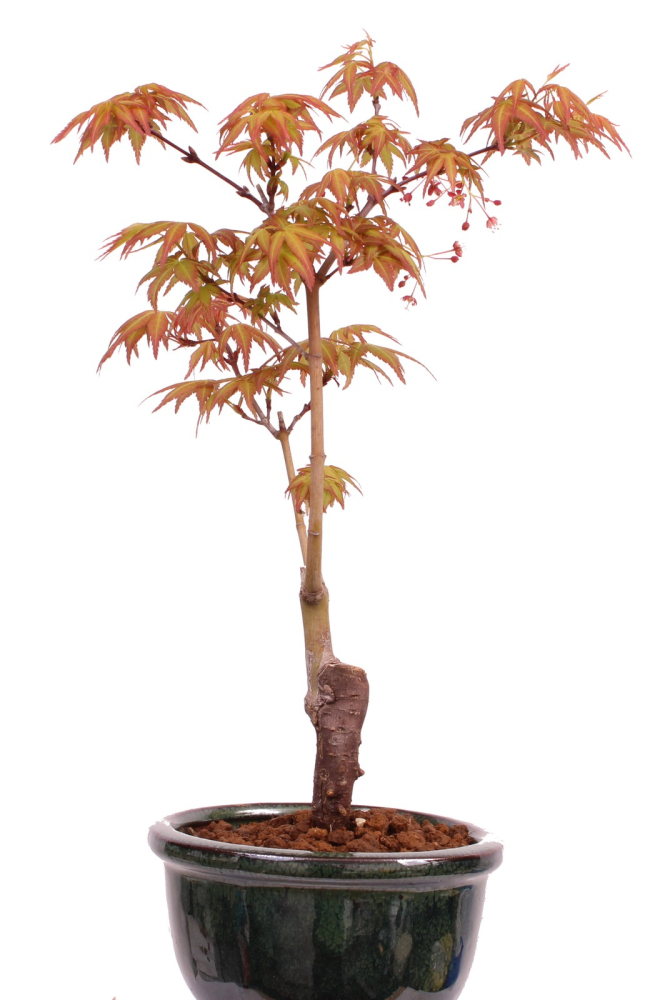 Preview: Bonsai - Acer palmatum 'Seigen' Japanischer Fächerahorn aus Japan 229/57