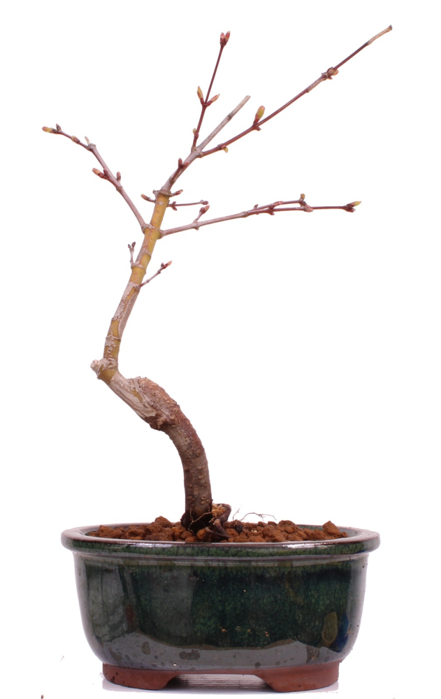 Bonsai - Acer palmatum 'Seigen' Japanischer Fächerahorn aus Japan 229/60