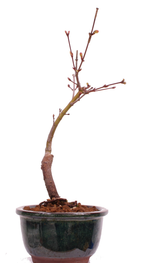 Bonsai - Acer palmatum 'Seigen' Japanischer Fächerahorn aus Japan 229/60