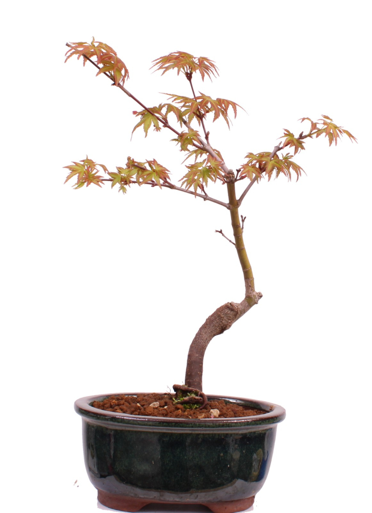 Bonsai - Acer palmatum 'Seigen' Japanischer Fächerahorn aus Japan 229/60