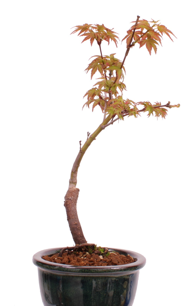 Preview: Bonsai - Acer palmatum 'Seigen' Japanischer Fächerahorn aus Japan 229/60