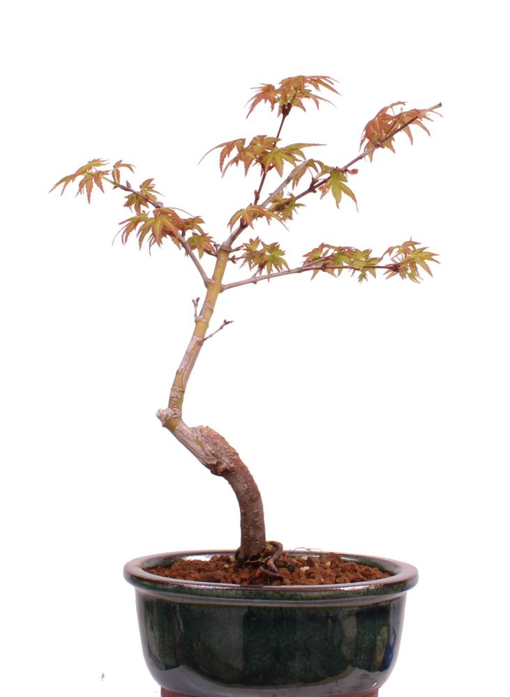 Preview: Bonsai - Acer palmatum 'Seigen' Japanischer Fächerahorn aus Japan 229/60