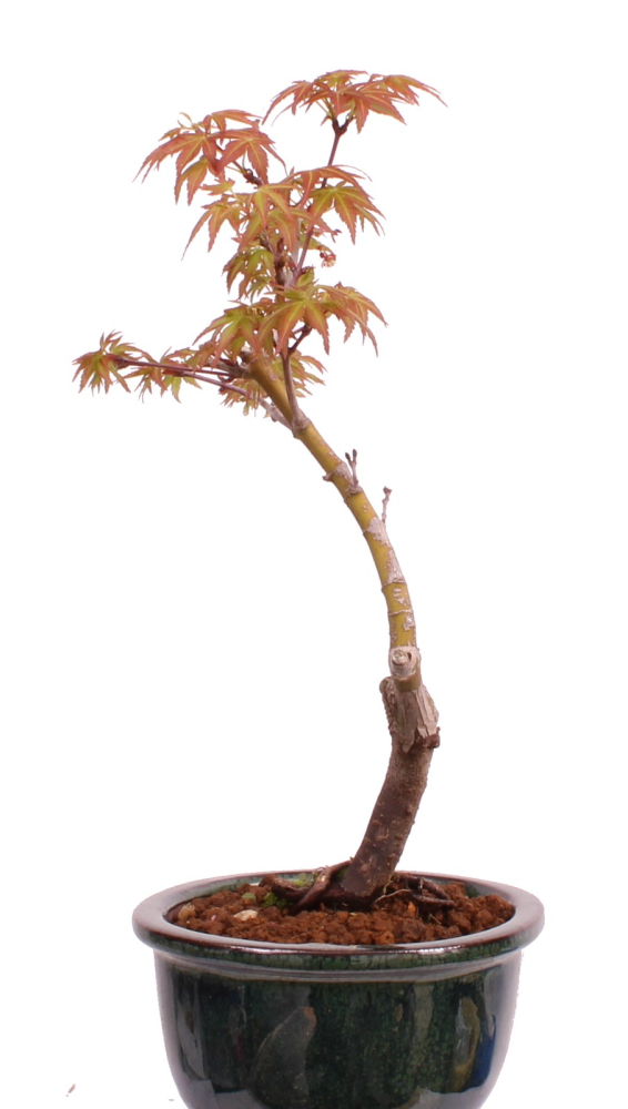 Preview: Bonsai - Acer palmatum 'Seigen' Japanischer Fächerahorn aus Japan 229/60
