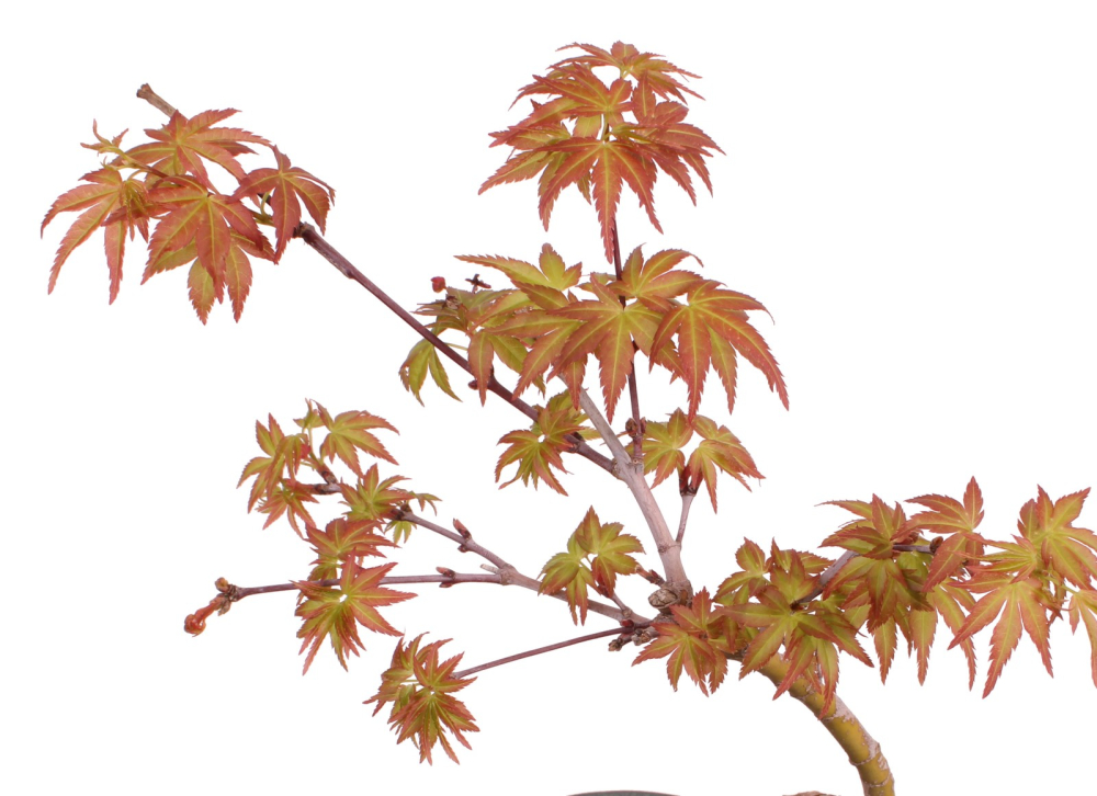 Bonsai - Acer palmatum 'Seigen' Japanischer Fächerahorn aus Japan 229/60