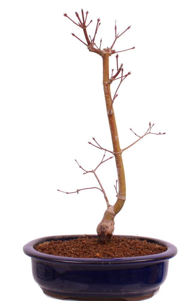 Bonsai - Acer palmatum 'Seigen' Japanischer Fächerahorn aus Japan 229/61
