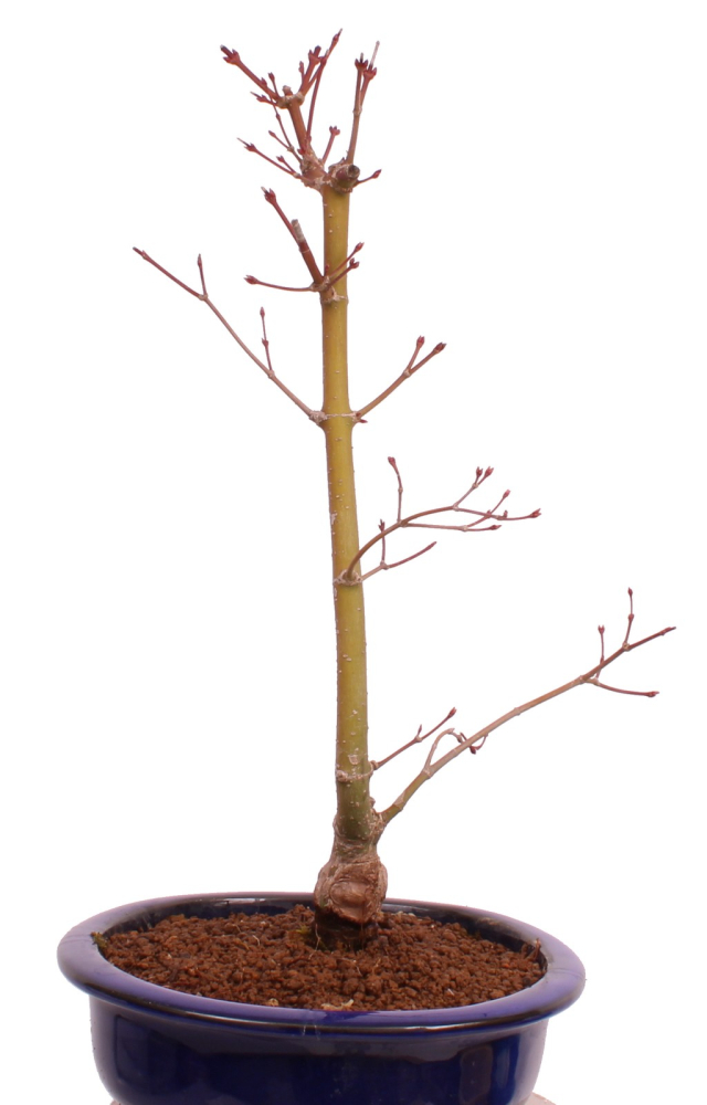 Bonsai - Acer palmatum 'Seigen' Japanischer Fächerahorn aus Japan 229/61