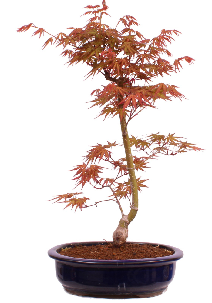 Bonsai - Acer palmatum 'Seigen' Japanischer Fächerahorn aus Japan 229/61