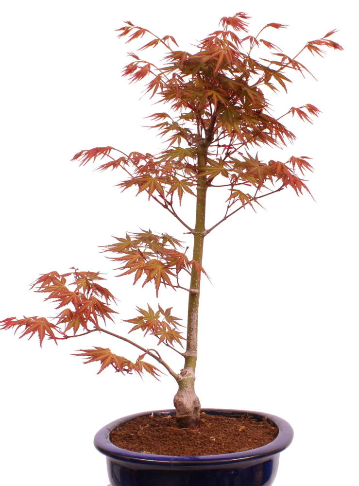 Preview: Bonsai - Acer palmatum 'Seigen' Japanischer Fächerahorn aus Japan 229/61