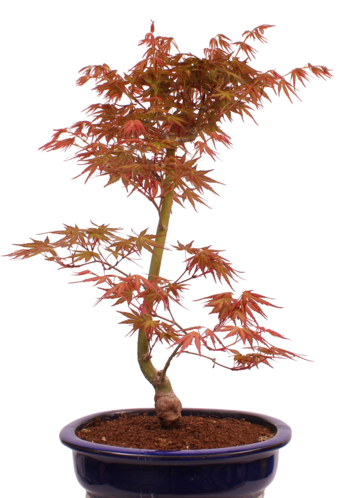 Preview: Bonsai - Acer palmatum 'Seigen' Japanischer Fächerahorn aus Japan 229/61