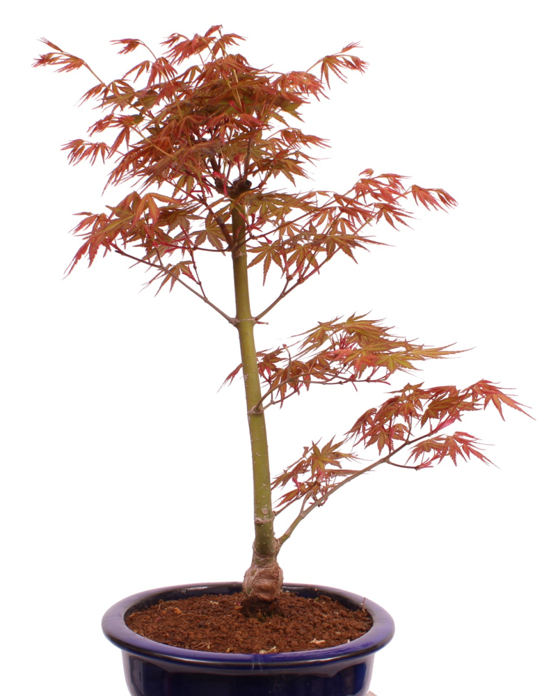 Preview: Bonsai - Acer palmatum 'Seigen' Japanischer Fächerahorn aus Japan 229/61