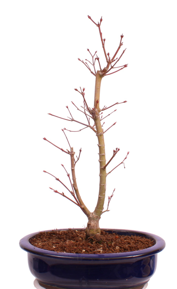 Preview: Bonsai - Acer palmatum 'Seigen' Japanischer Fächerahorn aus Japan 229/62