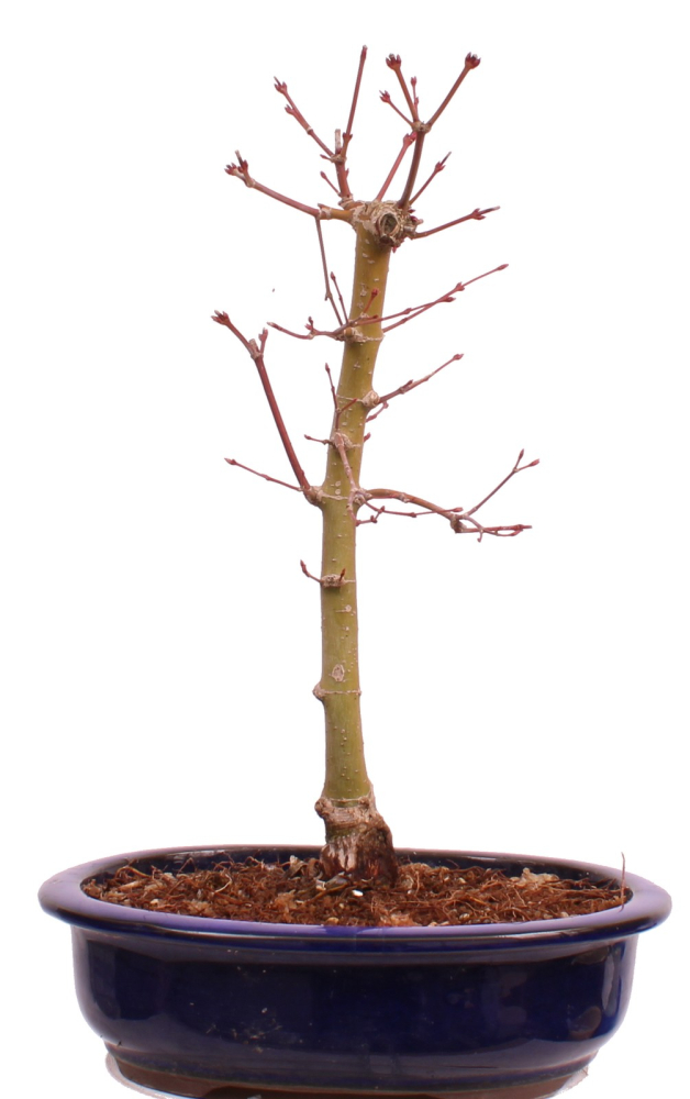 Bonsai - Acer palmatum 'Seigen' Japanischer Fächerahorn aus Japan 229/63