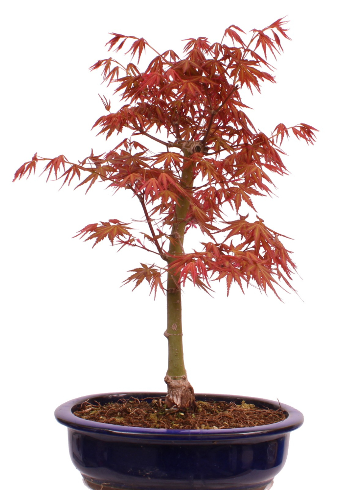 Bonsai - Acer palmatum 'Seigen' Japanischer Fächerahorn aus Japan 229/63