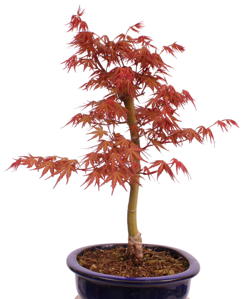 Preview: Bonsai - Acer palmatum 'Seigen' Japanischer Fächerahorn aus Japan 229/63
