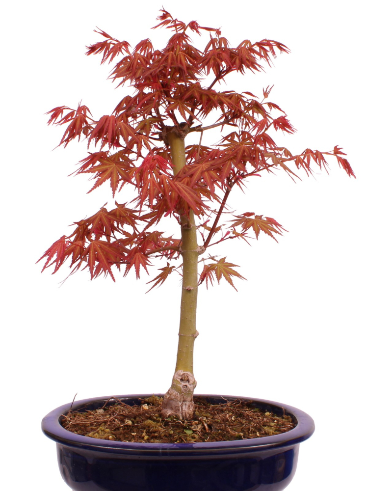 Preview: Bonsai - Acer palmatum 'Seigen' Japanischer Fächerahorn aus Japan 229/63