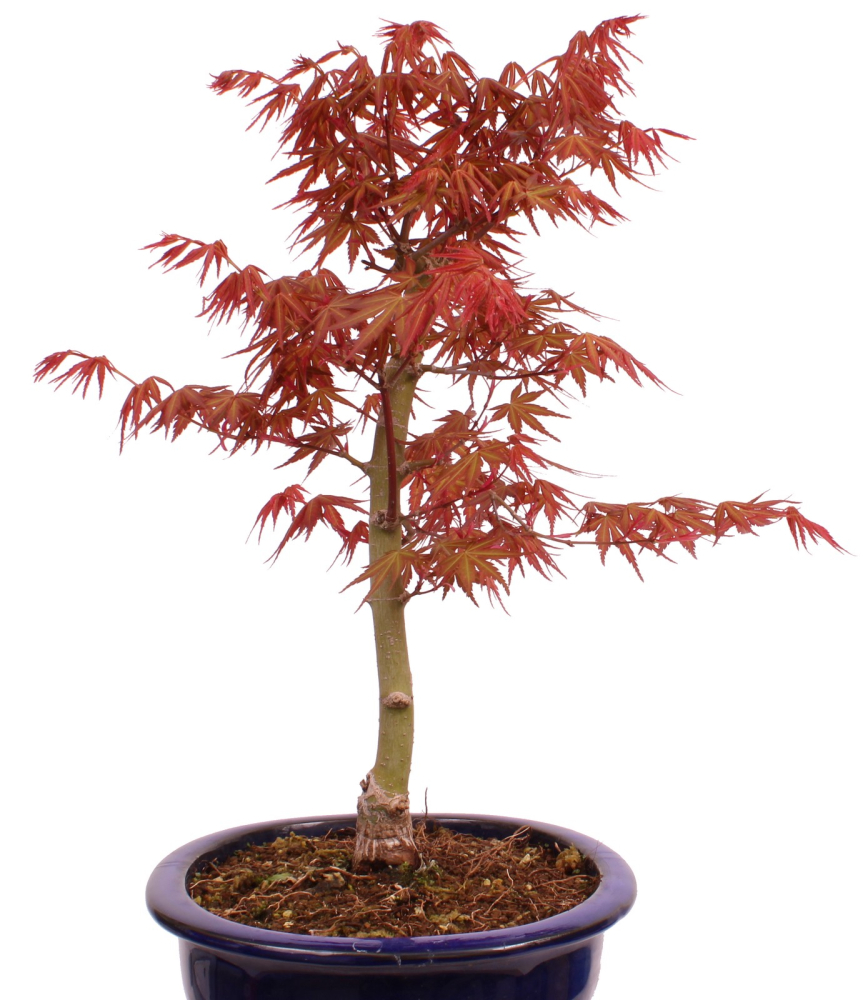 Preview: Bonsai - Acer palmatum 'Seigen' Japanischer Fächerahorn aus Japan 229/63