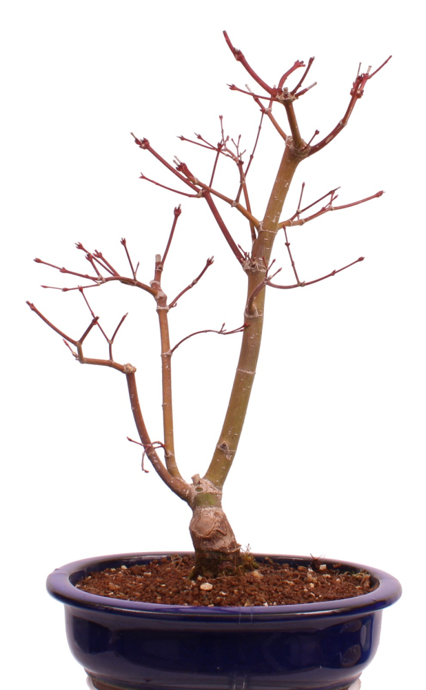 Bonsai - Acer palmatum 'Seigen' Japanischer Fächerahorn aus Japan 229/64