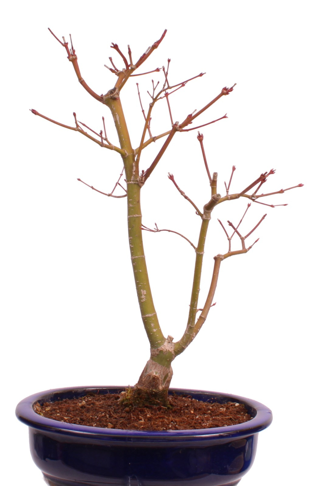 Bonsai - Acer palmatum 'Seigen' Japanischer Fächerahorn aus Japan 229/64