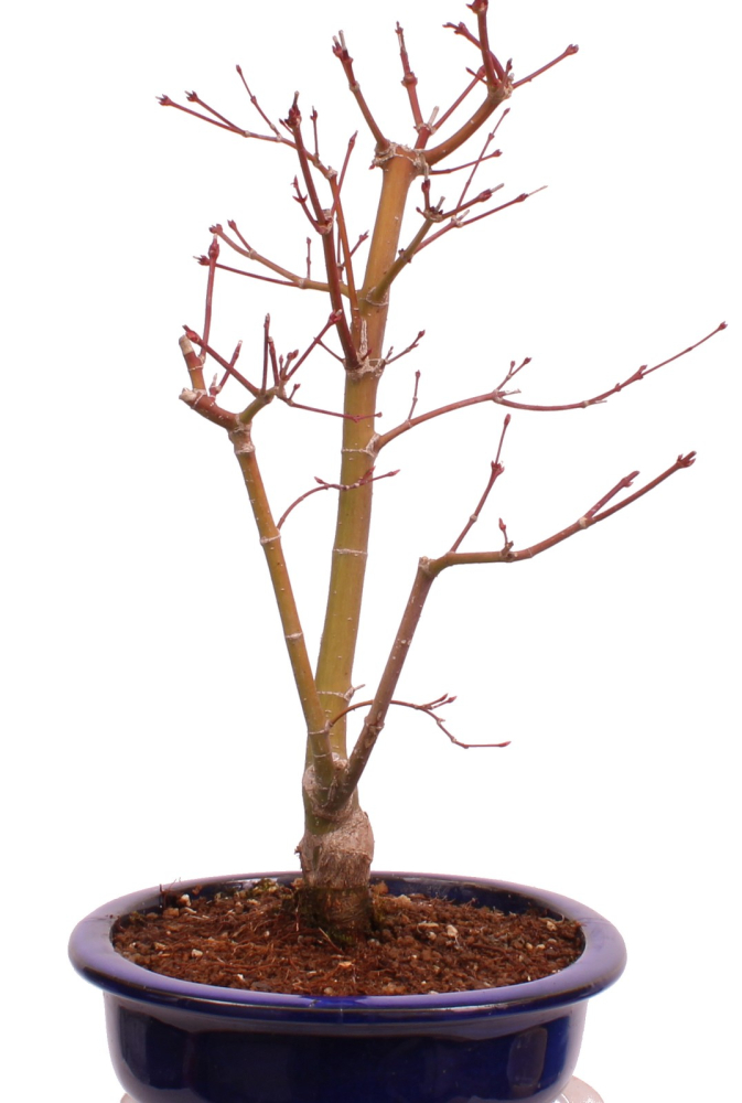 Bonsai - Acer palmatum 'Seigen' Japanischer Fächerahorn aus Japan 229/64
