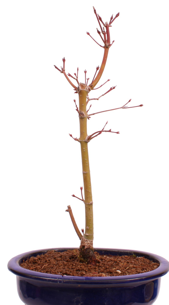 Bonsai - Acer palmatum 'Seigen' Japanischer Fächerahorn aus Japan 229/65