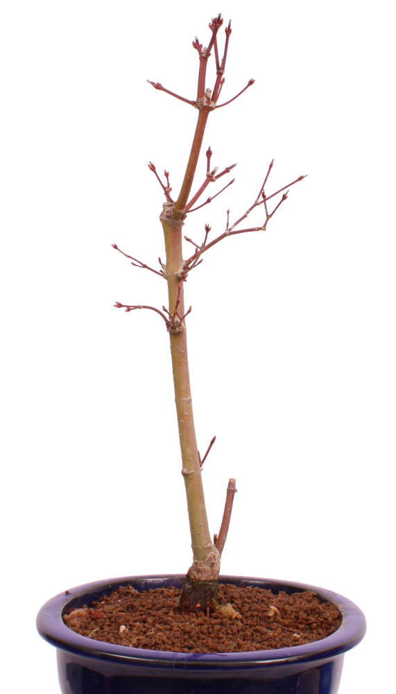 Bonsai - Acer palmatum 'Seigen' Japanischer Fächerahorn aus Japan 229/65