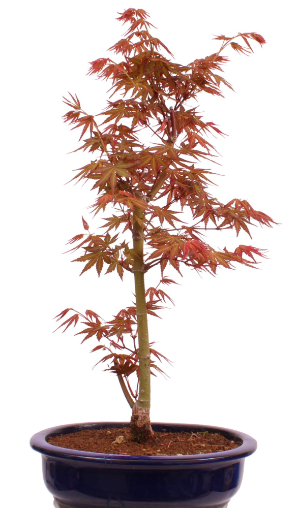 Bonsai - Acer palmatum 'Seigen' Japanischer Fächerahorn aus Japan 229/65