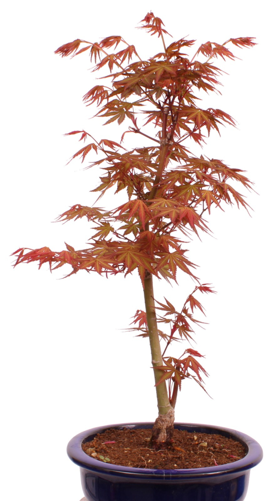 Preview: Bonsai - Acer palmatum 'Seigen' Japanischer Fächerahorn aus Japan 229/65