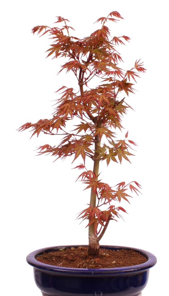 Preview: Bonsai - Acer palmatum 'Seigen' Japanischer Fächerahorn aus Japan 229/65