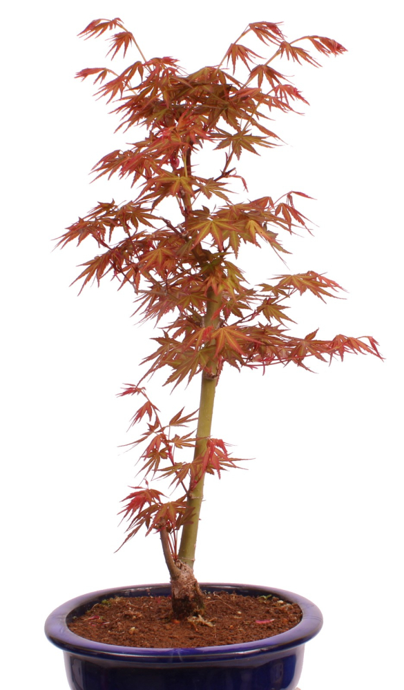 Preview: Bonsai - Acer palmatum 'Seigen' Japanischer Fächerahorn aus Japan 229/65