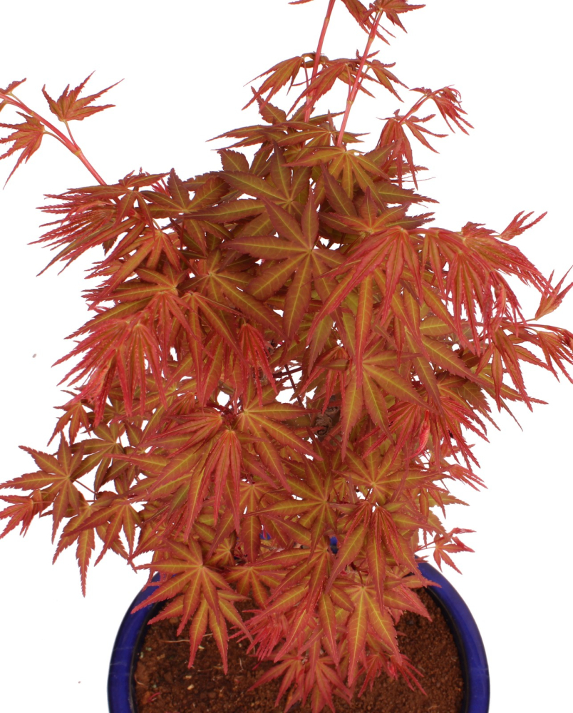 Bonsai - Acer palmatum 'Seigen' Japanischer Fächerahorn aus Japan 229/65