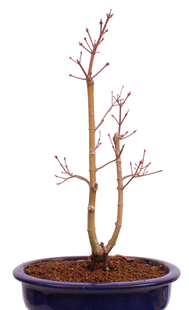 Bonsai - Acer palmatum 'Seigen' Japanischer Fächerahorn aus Japan 229/66