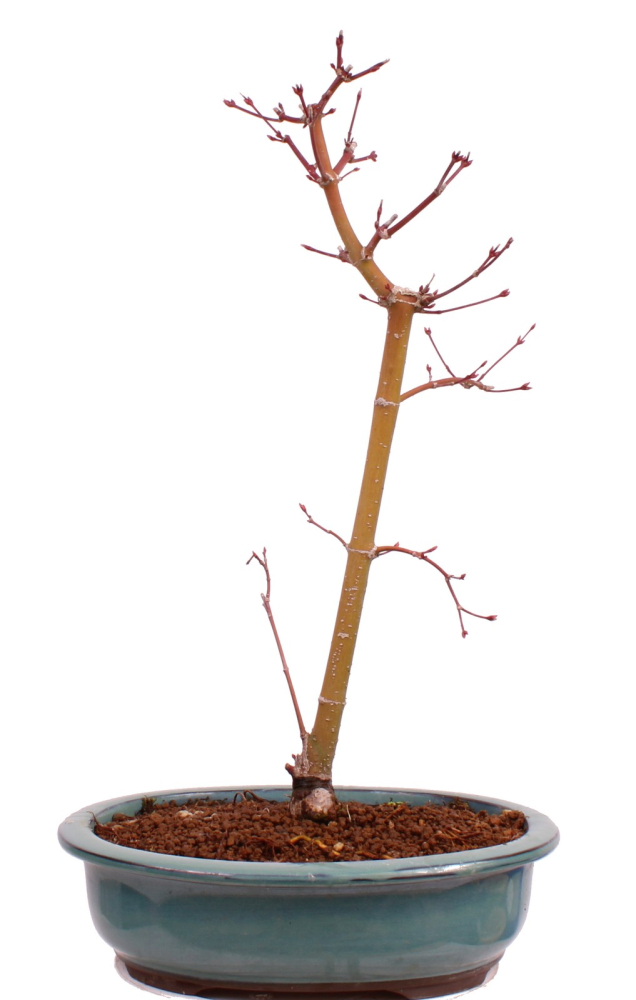 Bonsai - Acer palmatum 'Seigen' Japanischer Fächerahorn aus Japan 229/67