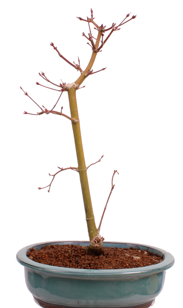 Bonsai - Acer palmatum 'Seigen' Japanischer Fächerahorn aus Japan 229/67