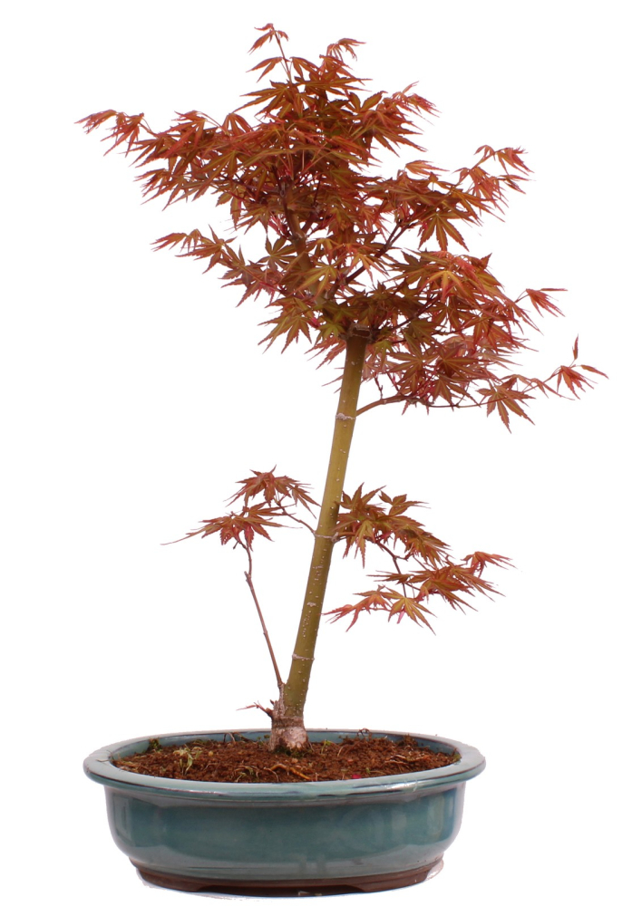 Bonsai - Acer palmatum 'Seigen' Japanischer Fächerahorn aus Japan 229/67