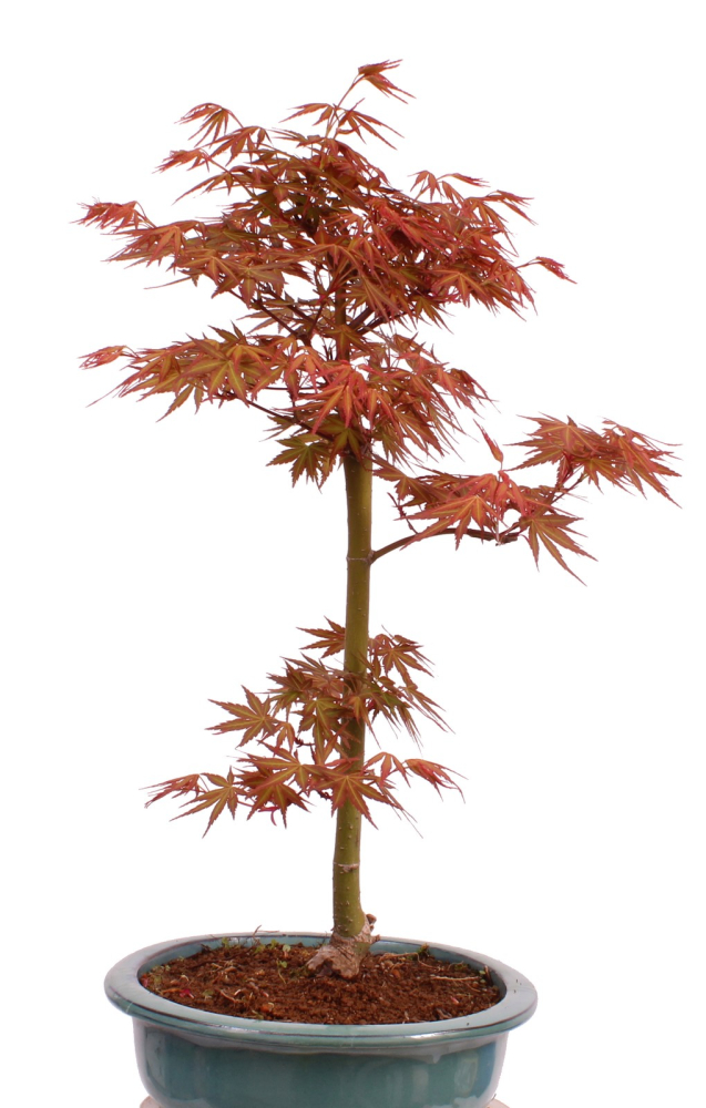 Preview: Bonsai - Acer palmatum 'Seigen' Japanischer Fächerahorn aus Japan 229/67