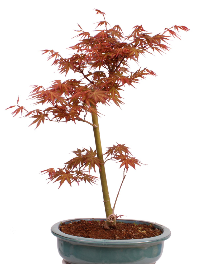 Preview: Bonsai - Acer palmatum 'Seigen' Japanischer Fächerahorn aus Japan 229/67