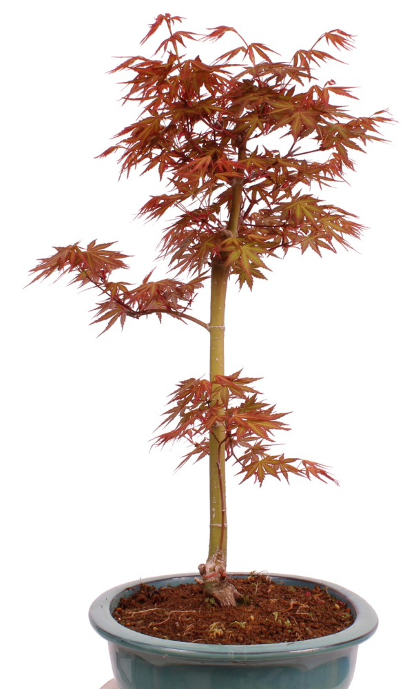 Preview: Bonsai - Acer palmatum 'Seigen' Japanischer Fächerahorn aus Japan 229/67