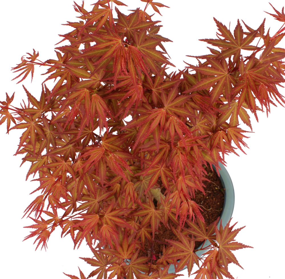 Bonsai - Acer palmatum 'Seigen' Japanischer Fächerahorn aus Japan 229/67